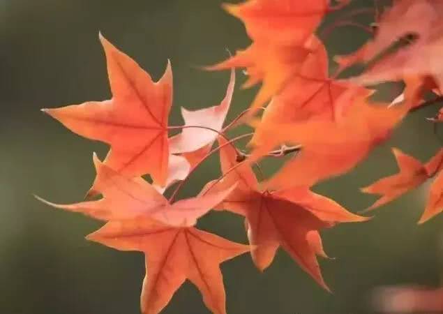 红色叶子植物品种 b98bcedfce4645ddb8c9af081868ceb3.jpeg
