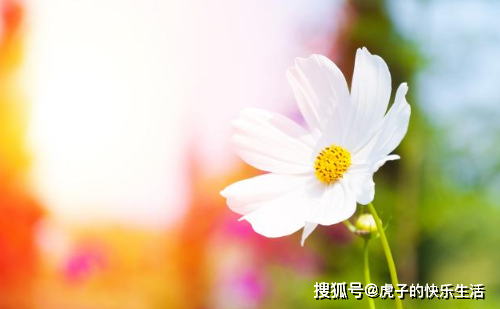 生活看淡点才会开心_开心快乐看淡一切_开心才会看淡点生活的句子