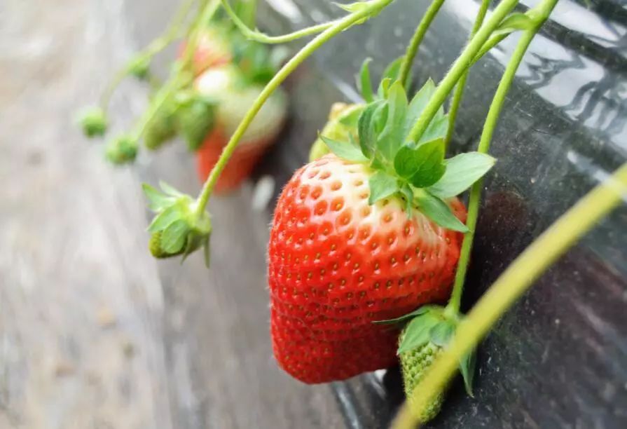 如何挑选大颗草莓 c556c515c25449fd917f209194d26c7f.jpeg