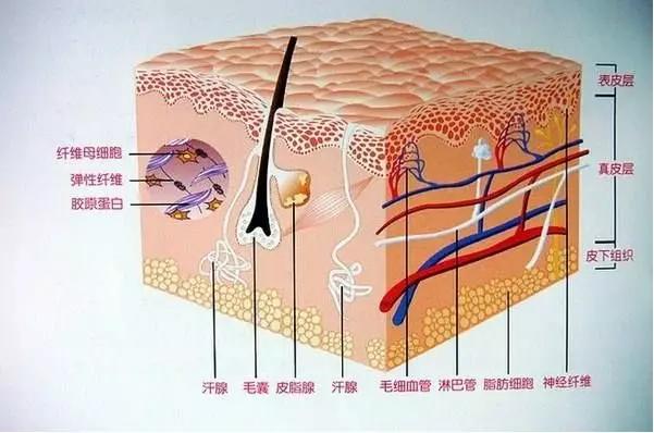 人体重要组成部分—皮肤