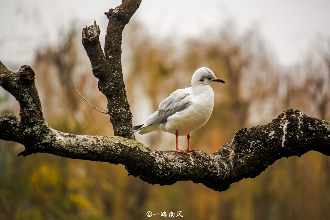 原创云南这座城市不靠海，一到冬天却有大量海鸥，胆子大不怕人！