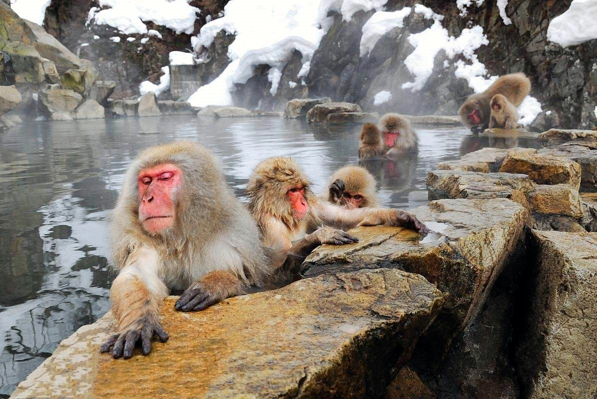 泡温泉的猴子4k图片-壁纸下载-www.pp3.cn