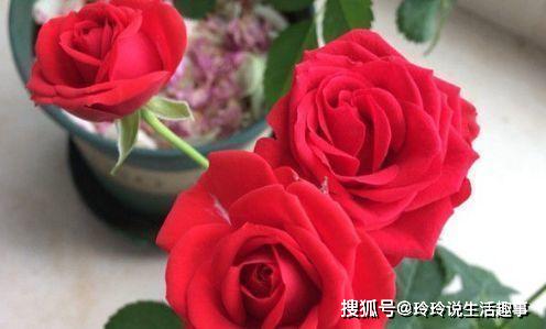 怎么会有人不喜欢玫瑰呢 d8248c39f1ab45b499599b6ffc6c9972.jpeg