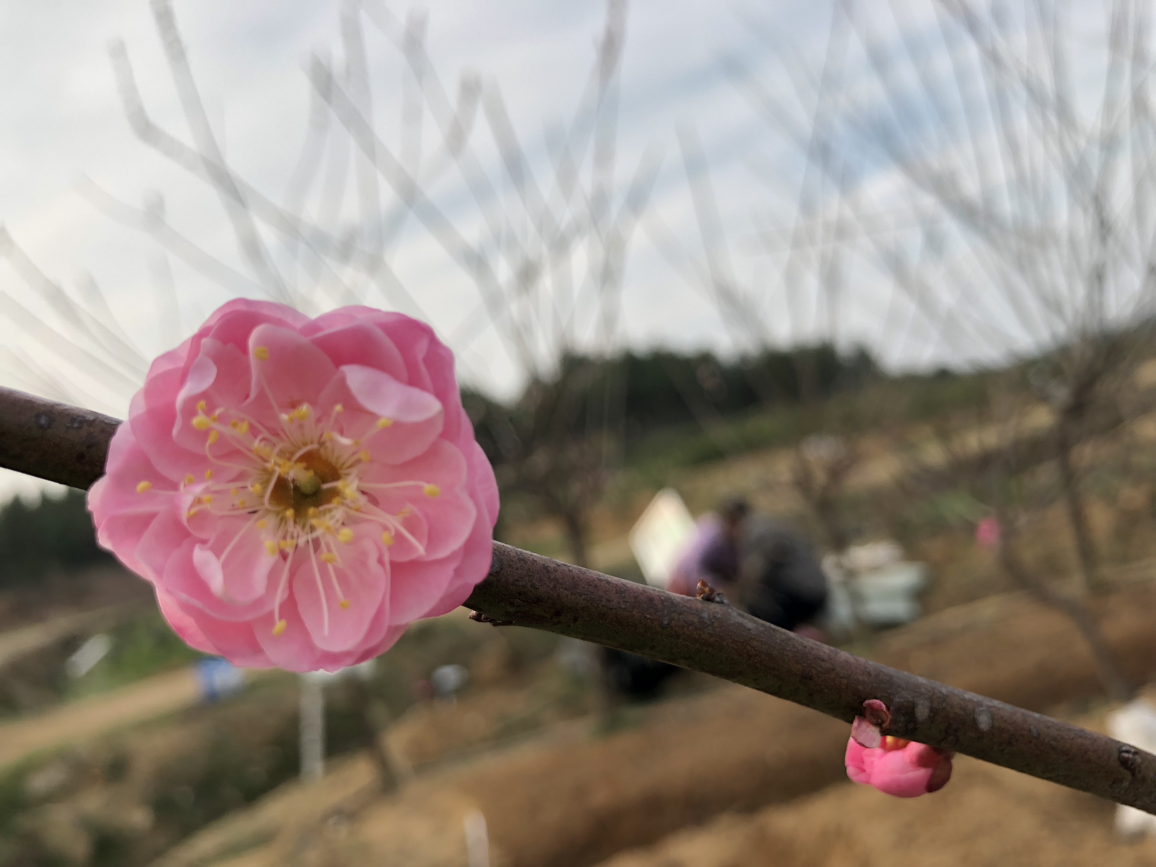 美得"一枝独秀"!华彩第一朵梅花开了