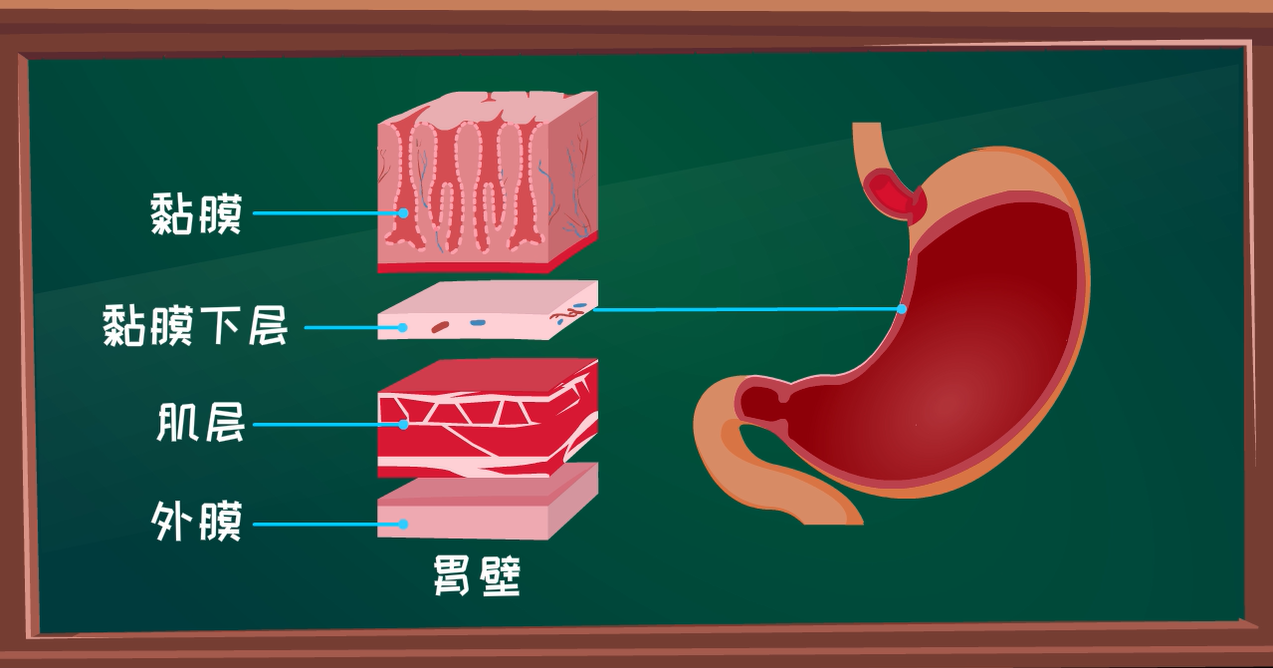 胃具有暂存食物和消化两个主要功能.