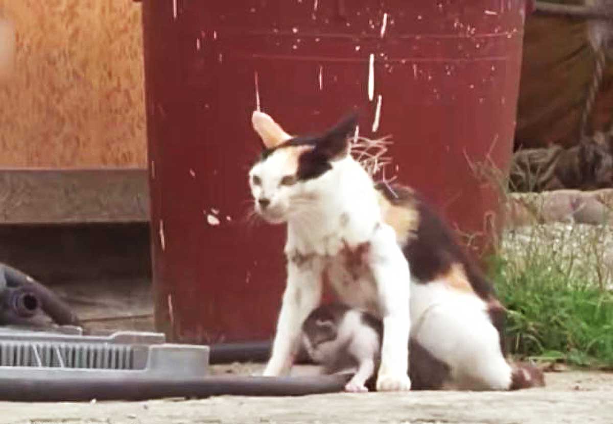 猫咪叫声吸引猫咪的原因 db7308afc6ea45d688c91b8ea6c52aac.jpeg