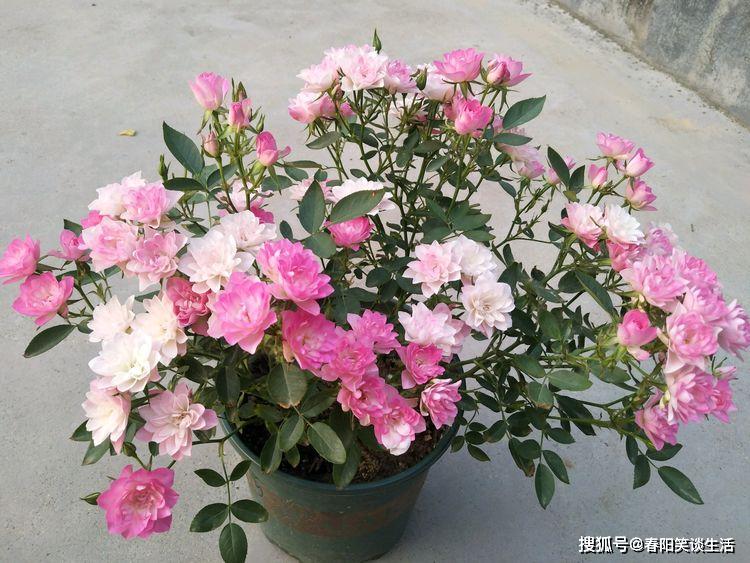 原创"高档玫瑰"蜜桃雪山,美轮美奂,色泽柔和,可以说是养花首选
