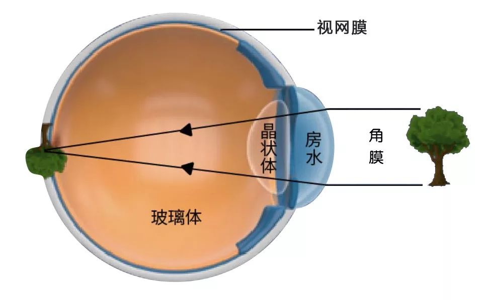 ①:视网膜是人眼的成像屏幕, 物体通过成像在视网膜传递给大脑而被