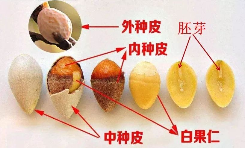 【食品安全】请注意!白果食补养生,但要谨防中毒