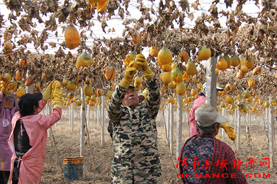 叶县"领头人"变身"土专家"