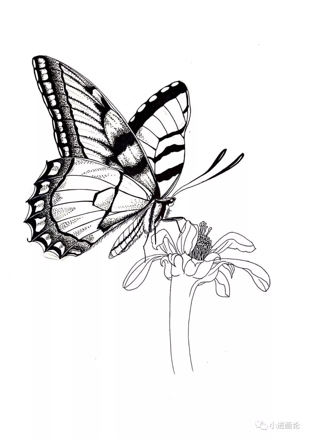 针管笔教程 | 画一只蝴蝶