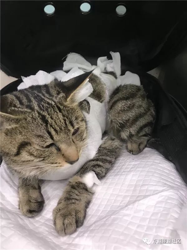 适合家里养的小型动物 fa5137a2bec54f8ab1ad5f3ce27f7439.jpeg