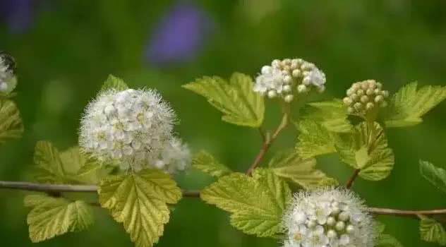叶子最细的植物 fd388c0e05484efe9bcecfa32b5083c6.jpeg