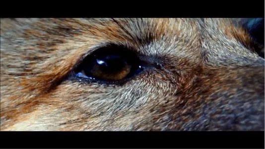 美女画家救下一只狼崽,并助它重返狼群,4年后见到它全家,也因此看到人性最贪婪的一幕