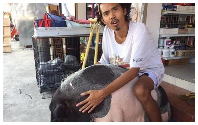 泰國男子養了一隻寵物豬，每天抱著睡覺，沒想到一年後變化太大 寵物 第3張