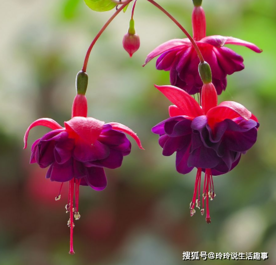 0d909a0ea8854c0aac5f3d8f57c8ab31.png