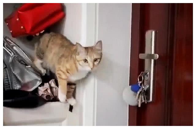 小母猫不停挠门想出去,铲屎官无奈将它