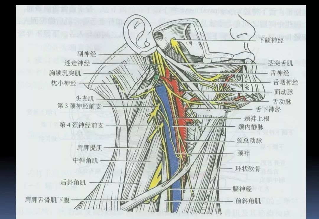 留言解读颈部解剖