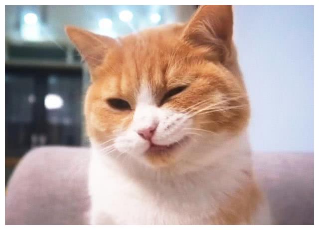 仔细看橘猫富贵的笑容,微微邪翘的嘴角,洞悉一切的眼神,加上很长一段