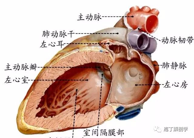 右心室房间隔右心房侧前下部的卵圆形凹陷称卵圆窝,是房间隔缺损的好