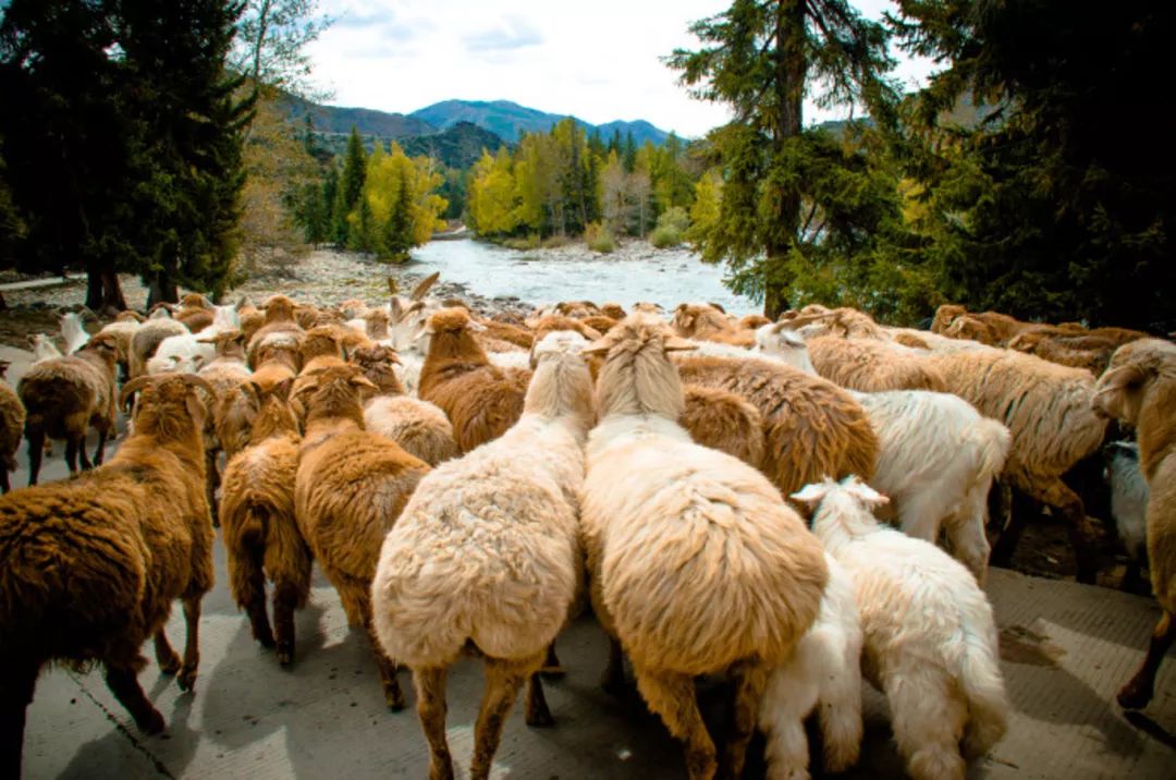 常年和当地牧民联系 养了300多只阿勒泰大尾羊 常年跟着牧民阿斯在