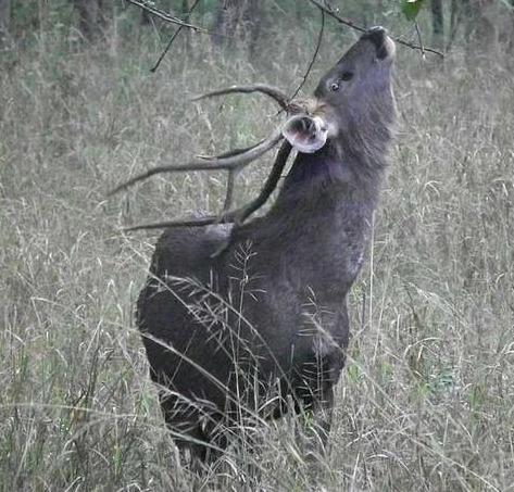 雲南德欽現「吸血鬼」鹿，比蜜獾還勇敢，生氣時會多出倆「眼睛」 寵物 第7張