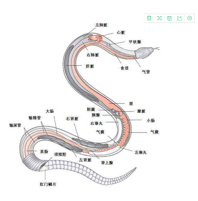 原创蛇打七寸为啥不直接打头部,打头不更安全吗?有啥科学依据?