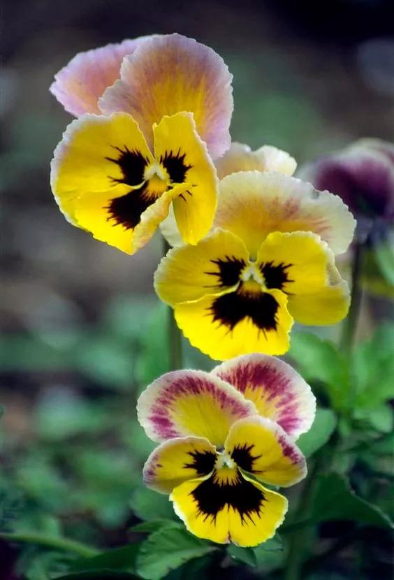 三色堇是什么东西 71509577bf324bd7887a9f35b46e5178.jpeg