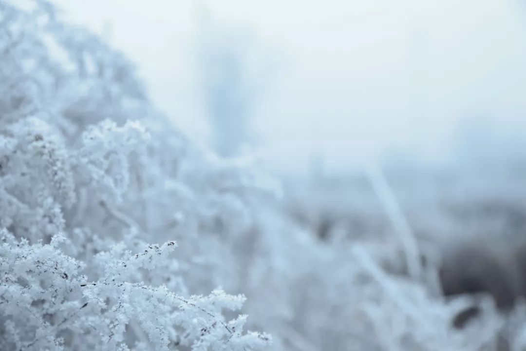 每日背诗 对雪