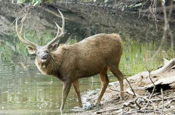 雲南德欽現「吸血鬼」鹿，比蜜獾還勇敢，生氣時會多出倆「眼睛」 寵物 第1張