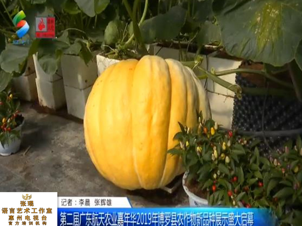 梦见圆南瓜代表什么意思