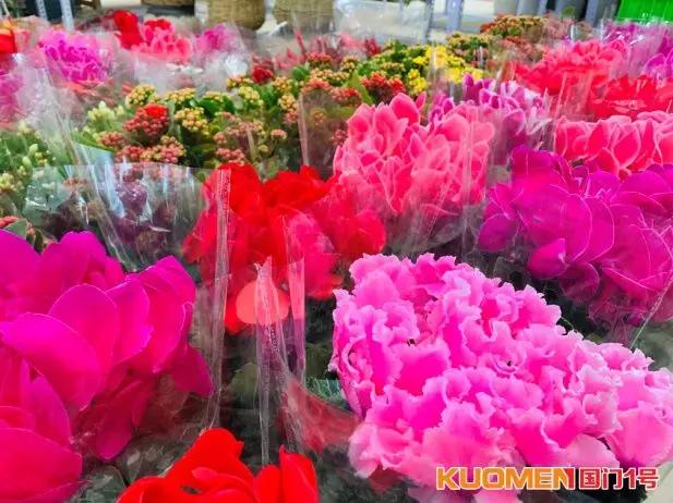 顺义新增国门花卉市集这一大型花卉市场