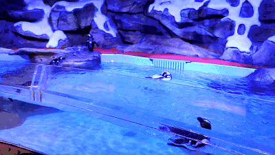 400_225gif 动态图 动图