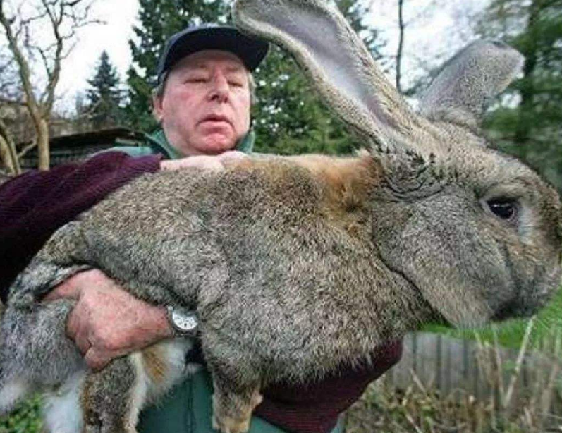 該國的兔子曾泛濫成災，最多時達100億隻，出動了轟炸機對付它們 寵物 第1張