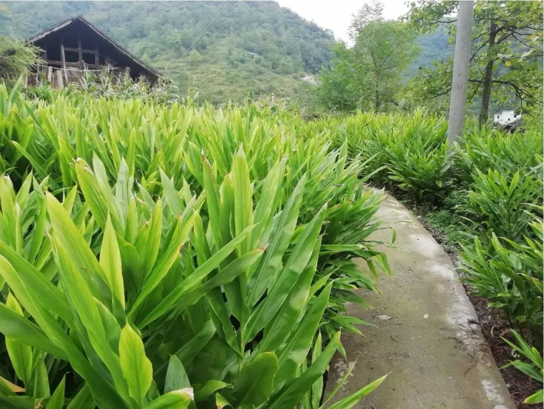 务川大坪三坑村板场组还有这样的故事