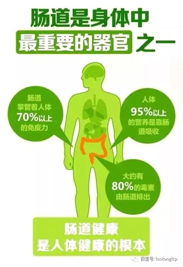 人体最大免疫器官竟是肠道,莫让药物毁了你的免疫力