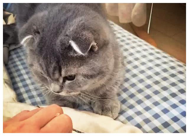 小猫老是咬我手 a649e1af5ab849a2b8a39f806226f022.jpeg