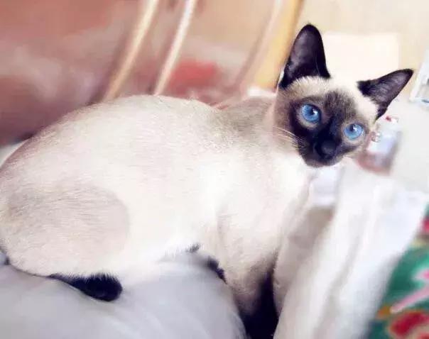 猫跟狗哪个对主人最忠诚 aa38dc37deec4f0facbfcaa4dab994b1.jpeg