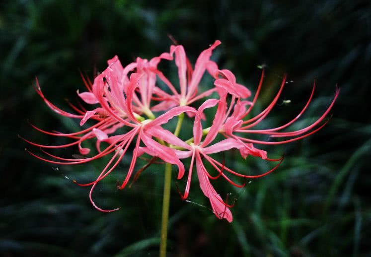 彼岸花的传说故事 ae06e9a997d647e18cd2b74f8814eb96.jpeg