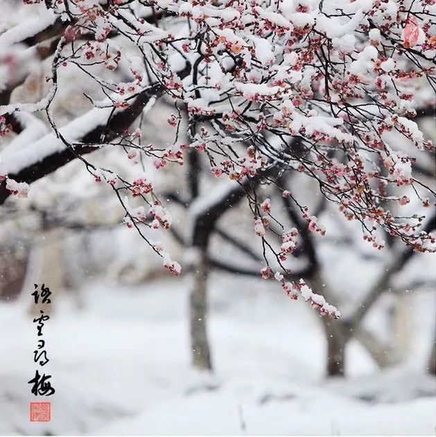 踏雪寻梅迷僻径寒带幽香清浅枝