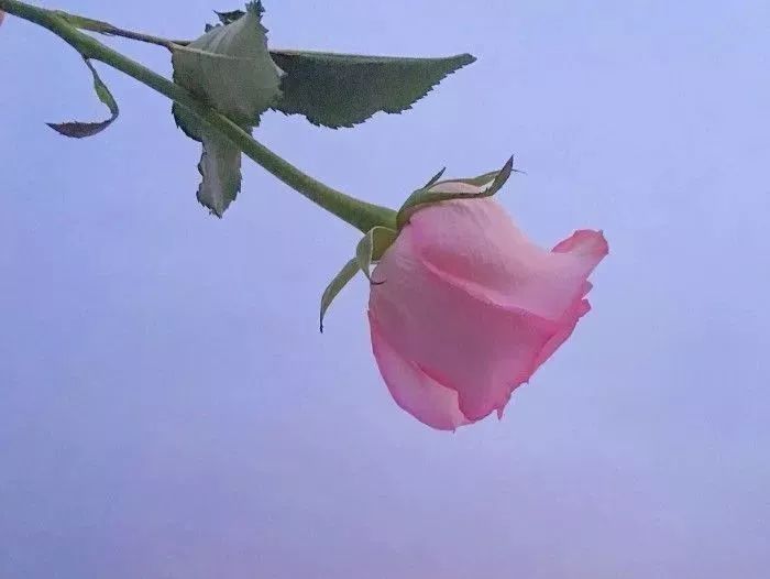 海燕的图片及名称 b6fab068243044c8a89df769962648ee.jpeg