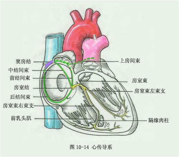 左二右三 瓣膜活动 心的传导系统 心的传导系统包括窦房结,房室结,房