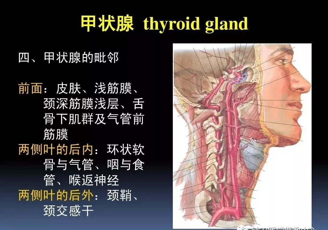 留言解读颈部解剖