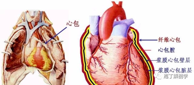 浆膜心包分脏,壁两层.