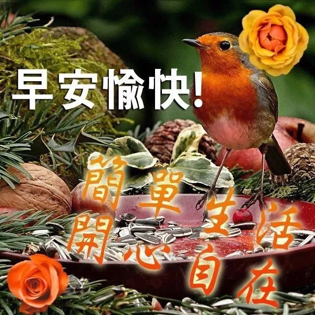 星期三最新漂亮早上好动态美图鲜花带字,早晨好幸福暖