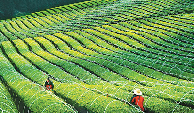 “三农”领域加力补短板（2020年中国经济怎么干⑥）