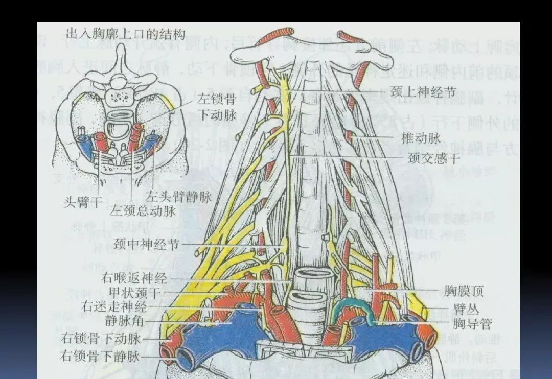 留言解读颈部解剖