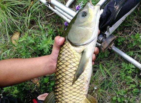 鱼多久能吃饱 d23934eb40ee4a90939aa95785d8801d.jpeg