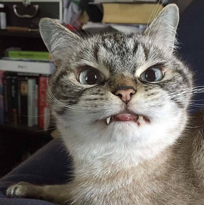 猫咪怎么样是讨厌你 d600e0139bb349a9bafc944c9962a607.jpeg