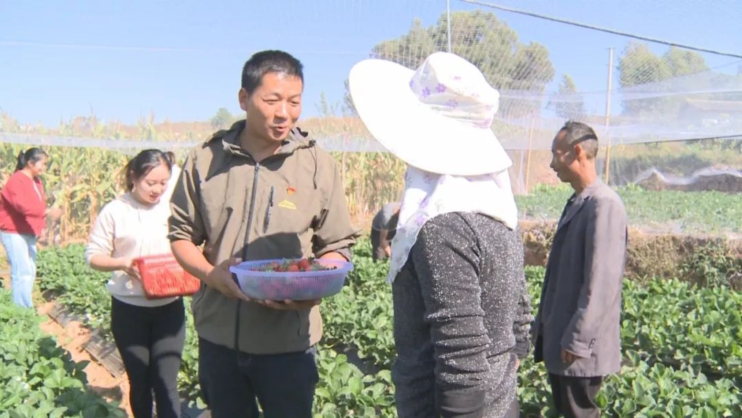 这几天,永仁县莲池乡的草莓正成熟上市,种植户张茂梅家的几亩草莓还没